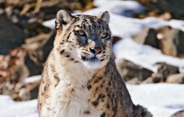 Picture face, snow, mountains, IRBIS, snow leopard, snow leopard, looks, uncia uncia, beautiful predator, fluffy cat, …