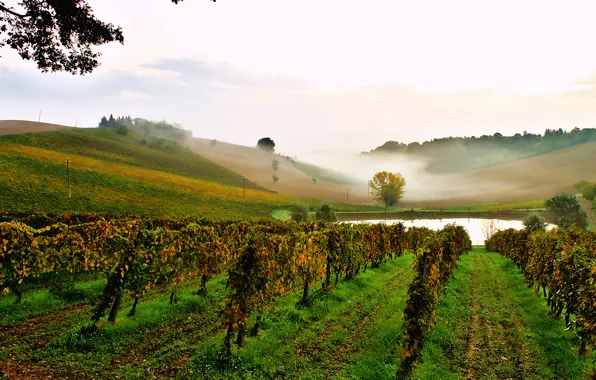 Picture the sky, fog, pond, hills, morning, Italy, vineyard