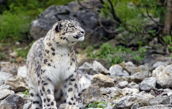 Picture cat, stones, profile, IRBIS, snow leopard, ©Tambako The Jaguar