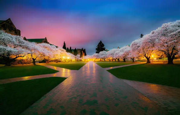 Picture trees, Park, spring, Japan