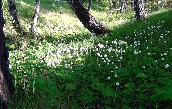 Picture forest, summer, flowers, glade, Meadow
