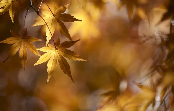 Picture autumn, branches, foliage, maple, gold