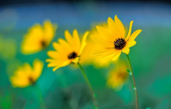 Picture macro, flowers, focus, blur, yellow, bokeh