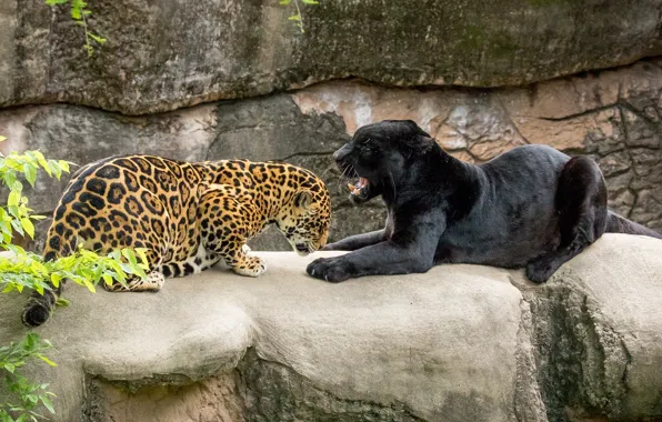 Picture predators, Panther, pair, grin, grace, wild cats, zoo, jaguars, black Jaguar