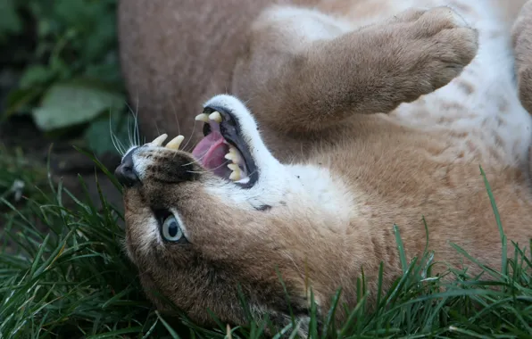 Picture cat, grass, face, fangs, Caracal, steppe lynx