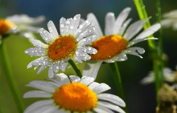 Picture drops, flowers, nature, chamomile
