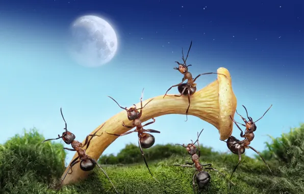 Picture macro, night, insects, the moon, mushroom, the situation, ants, Wallpaper from lolita777