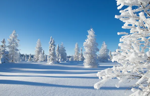 Picture winter, snow, trees, Canada, Canada, Northwest Territories, Northwest territories, Kakisa, Kakisa