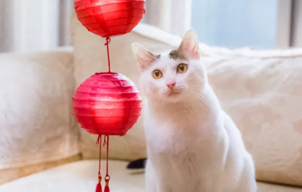 Picture cat, look, lanterns