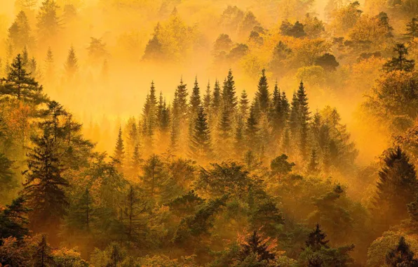 Picture light, forest, trees, nature, yellow, mountains, fog, mist