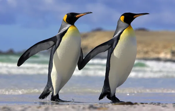 Picture love, penguins, friendship, Animals