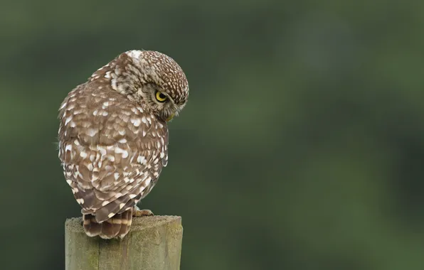 Picture owl, bird, stump, back, speckled