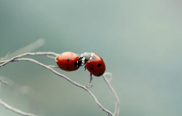 Picture macro, branch, ladybugs, of God
