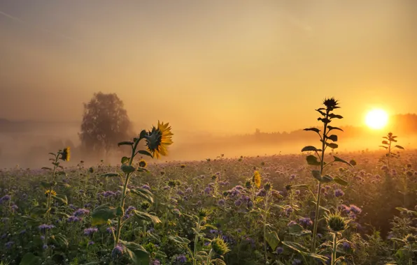 Picture sunflowers, sunset, fog