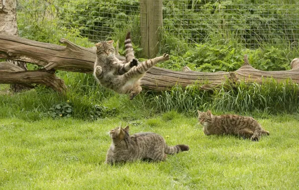 Picture grass, game, wild cat, kung fu, Scottish, The Scottish Wildcat