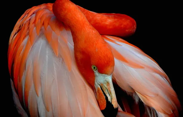Picture bird, paint, feathers, beak, Flamingo