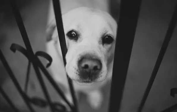 Picture face, the fence, dog, nose, black and white, Labrador