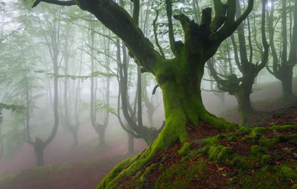 Picture trees, moss, spring, May, haze, Spain, Beech, Biscay, Basque country