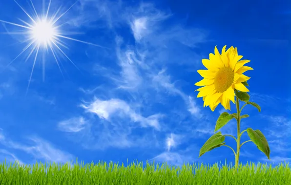 Picture the sky, grass, the sun, sunflower