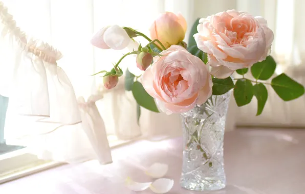 Picture light, tenderness, roses, petals, window, vase