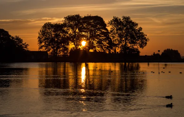 Picture the sky, the sun, sunset, pond, tree, home, the evening, silhouette