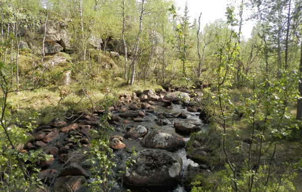 Picture forest, water, stream, stones
