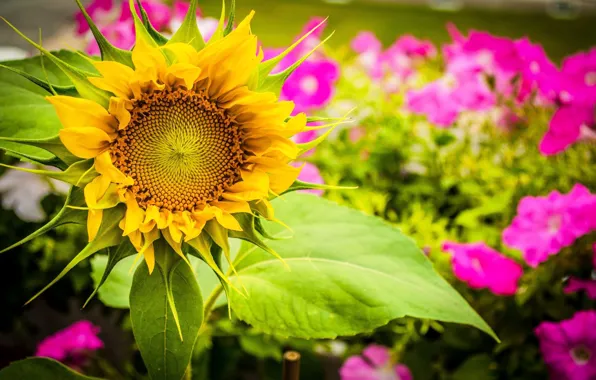 Picture flowers, sunflower, sunflower