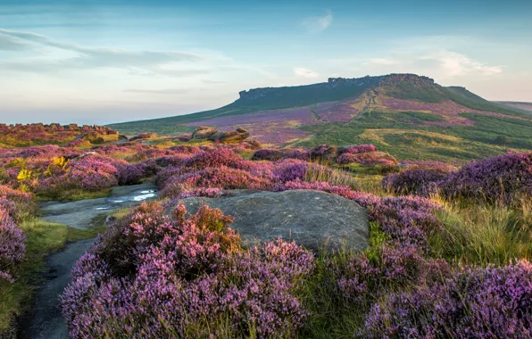 Picture grass, flowers, stones, field, hill, UK, meadows, lavender, Peak District National Park, The Peak District