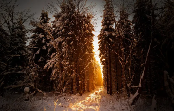 Picture forest, snow, nature, morning