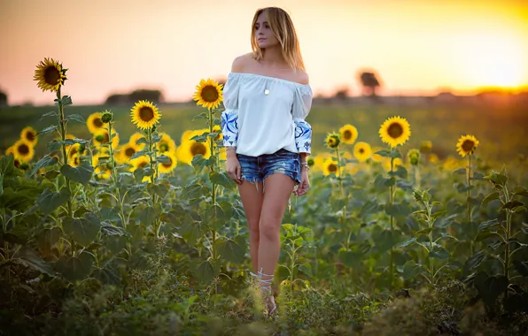 Picture field, summer, girl, sunflowers, shorts