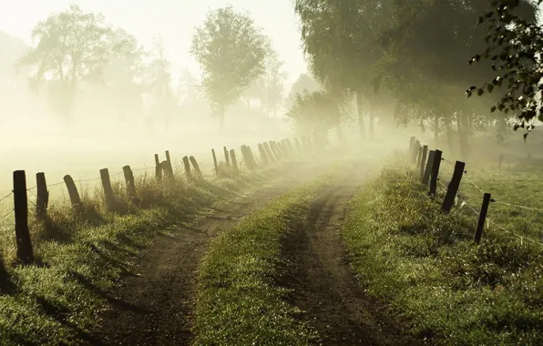 Picture road, grass, trees, nature, fog, dawn, the fence, fence, Morning