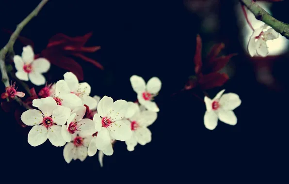 Picture flowers, cherry, branch, Sakura, white