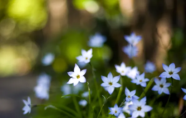 Picture macro, Flowers, petals, blur, blue