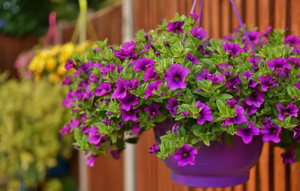 Picture purple, pot, Petunia