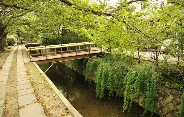Picture trees, bridge, Japan, East, Kyoto, Kyoto