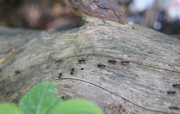 Picture forest, summer, insects, nature, tree, ant, small, wood