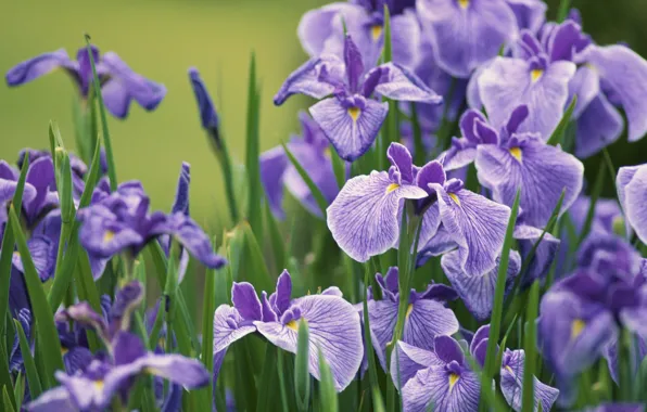 Picture petals, buds, irises, lilac