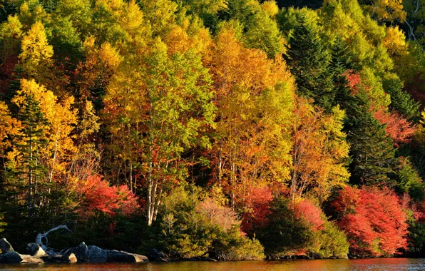 Picture autumn, forest, trees, lake, river, slope