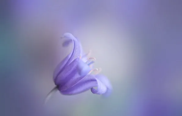 Picture flower, lilac, bell, bokeh
