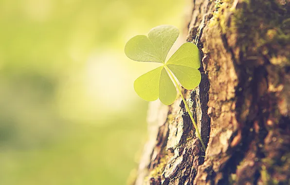 Picture macro, nature, tree, clover