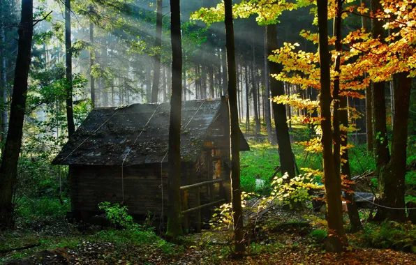 Picture forest, nature, house