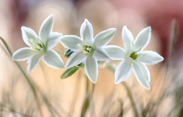Picture macro, nature, petals, the star of Bethlehem