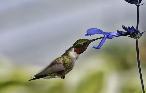 Picture flower, macro, flight, bird, Hummingbird
