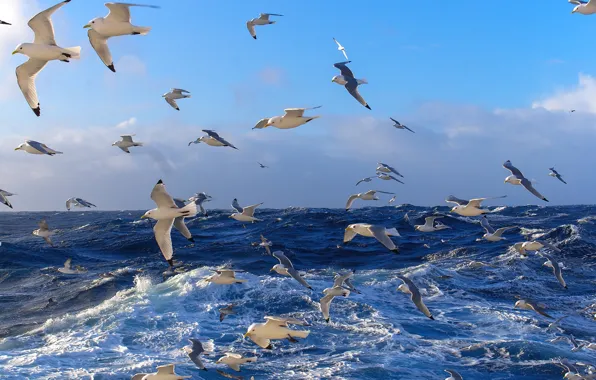Picture SEA, WATER, HORIZON, The OCEAN, The SKY, WAVE, SURFACE, PACK, BIRDS, SEAGULLS, DAL