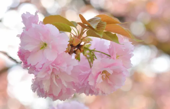 Picture leaves, flowers, glare, background, branch, Sakura, pink