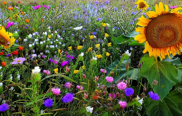 Picture field, grass, sunflower, meadow