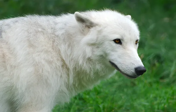 Picture white, grass, wolf, Wolf, Arctic, Arctic
