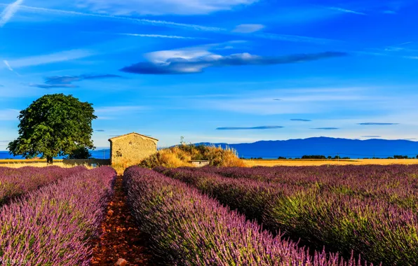 Picture field, tree, France, house, lavender, Provence, Provence