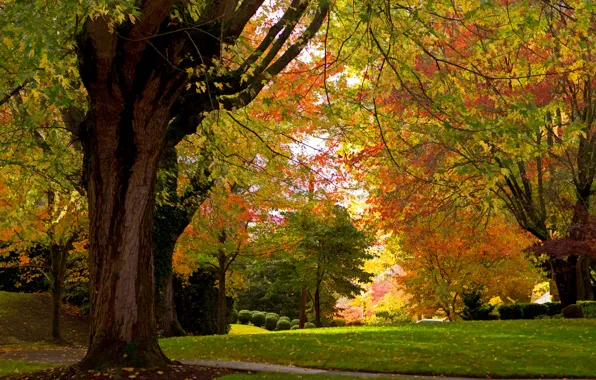Picture autumn, trees, Park