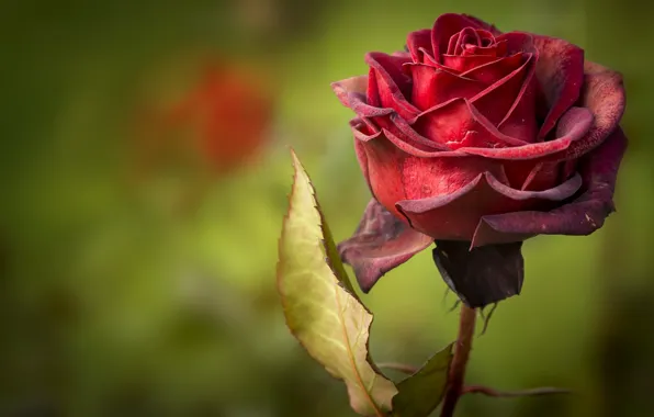 Picture rose, petals, red